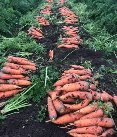 морковь не мытая в Самаре