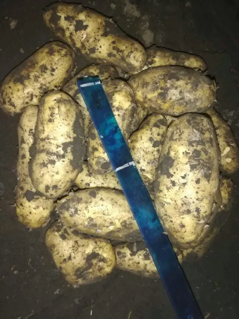 картофель  в Самаре 3
