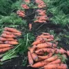 морковь мытая в Самаре 3