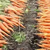 морковь мытая в Самаре