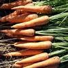 морковь мытая в Самаре 2